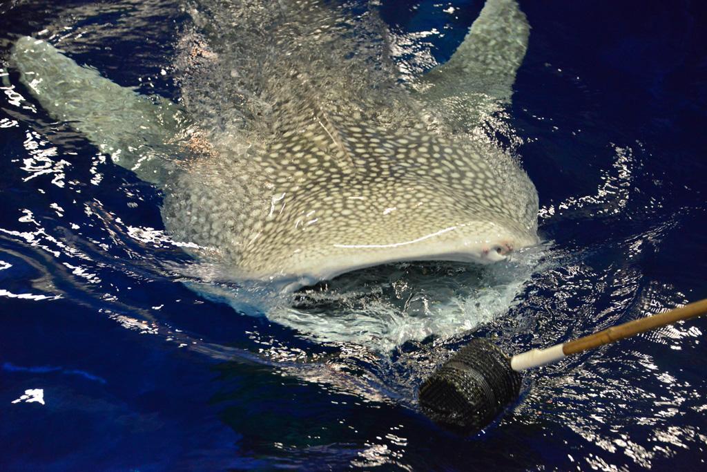 「いおワールドかごしま水族館」で花火大会当日を遊び尽くそう-2