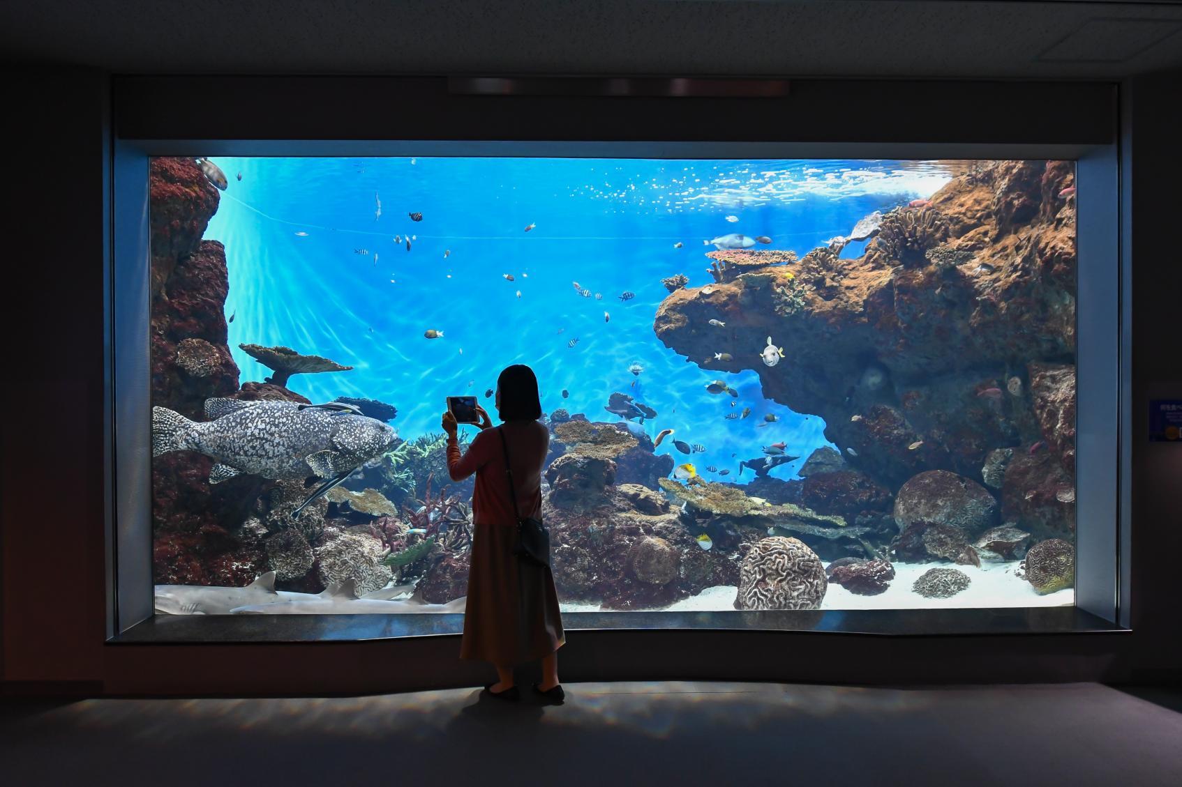 「いおワールドかごしま水族館」で花火大会当日を遊び尽くそう-0