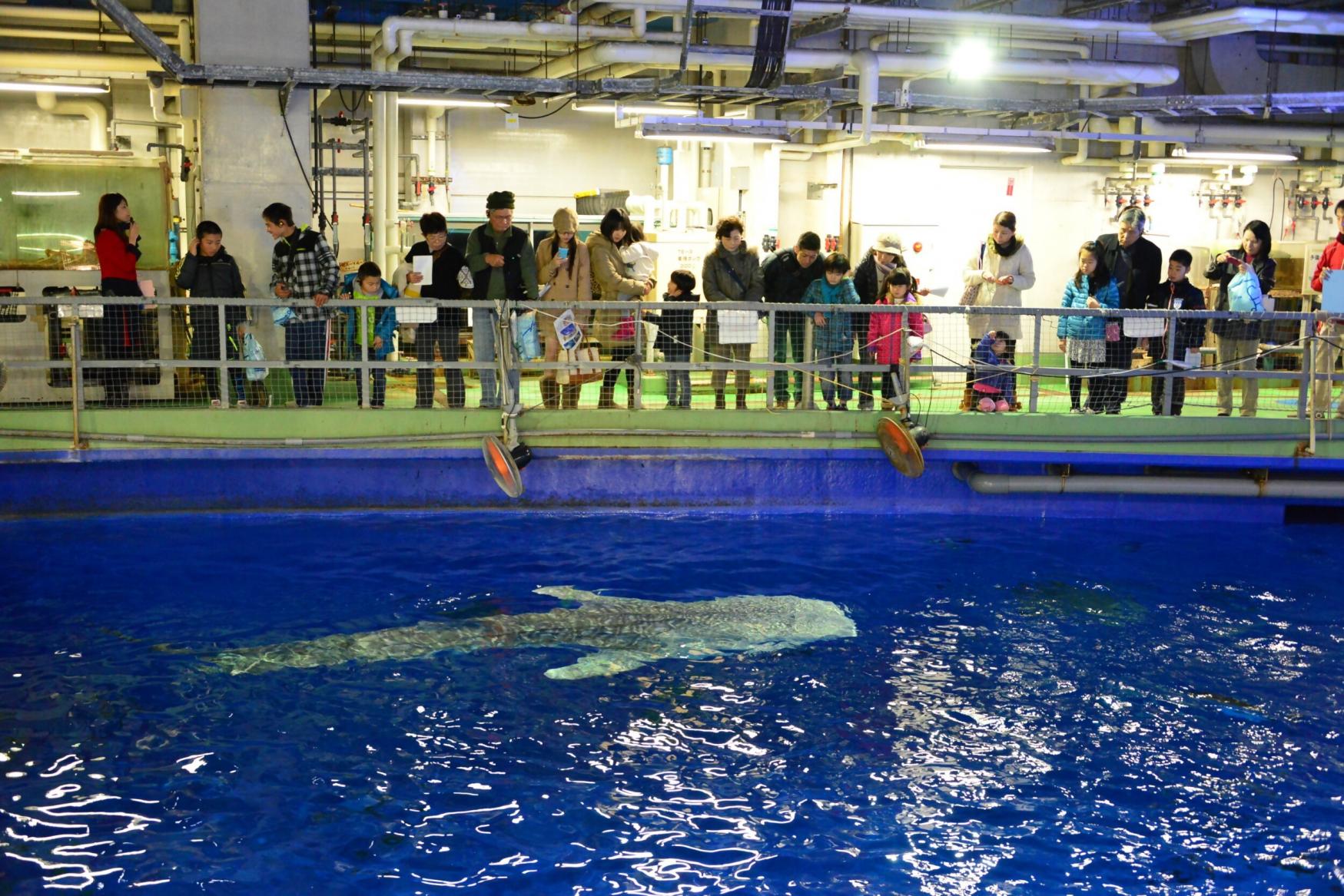 烟火大会当天在“IO WORLD 鹿儿岛水族馆”尽兴游玩-3