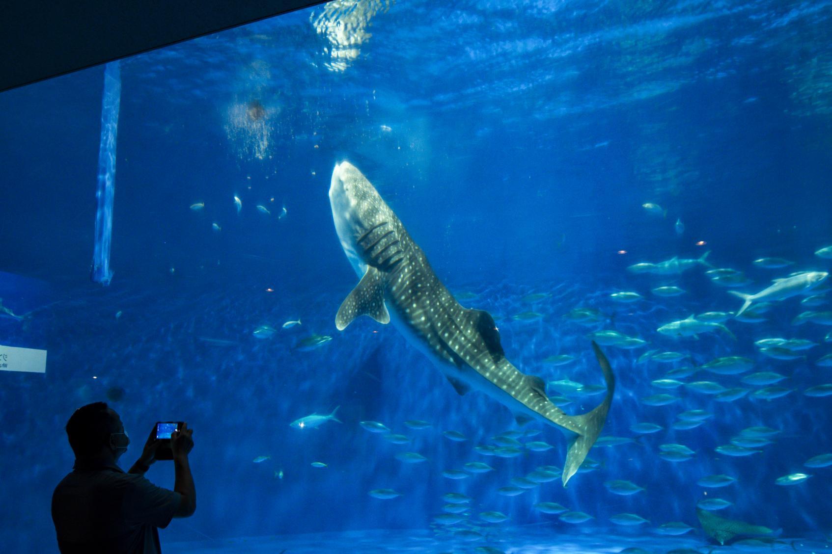 烟火大会当天在“IO WORLD 鹿儿岛水族馆”尽兴游玩-1