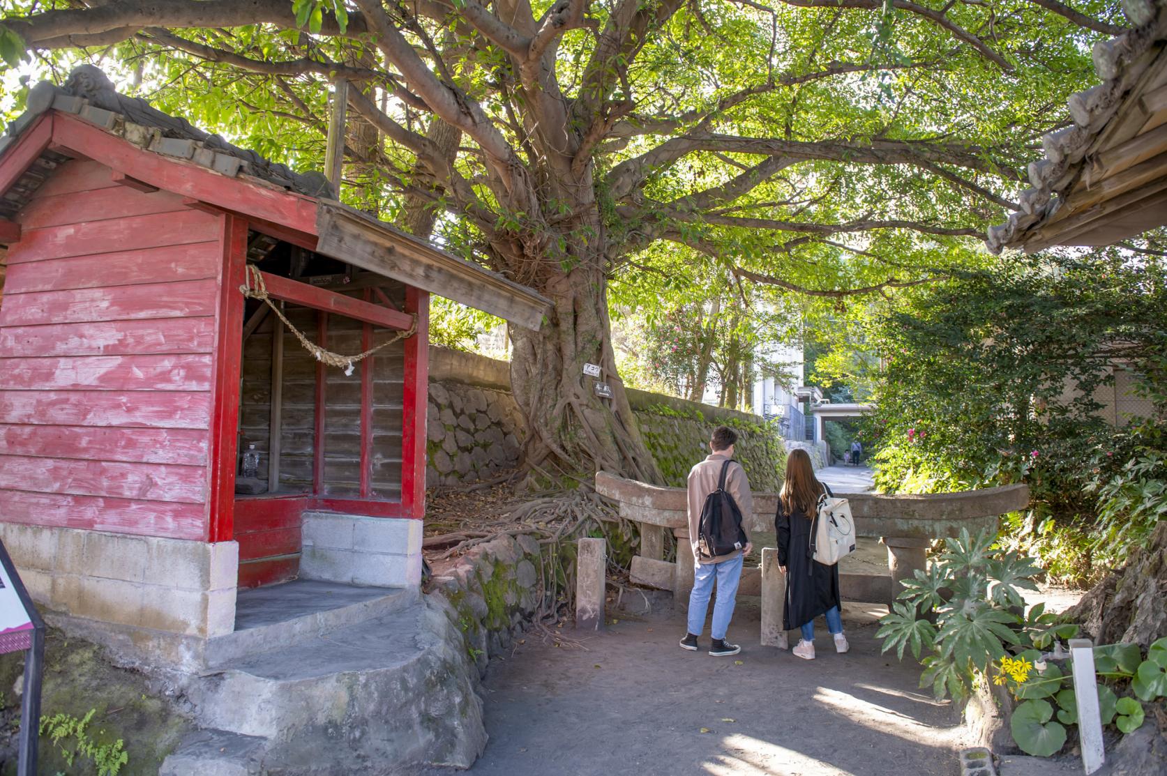 夏空の下、サイクリングで桜島を駆け抜けろ！-8