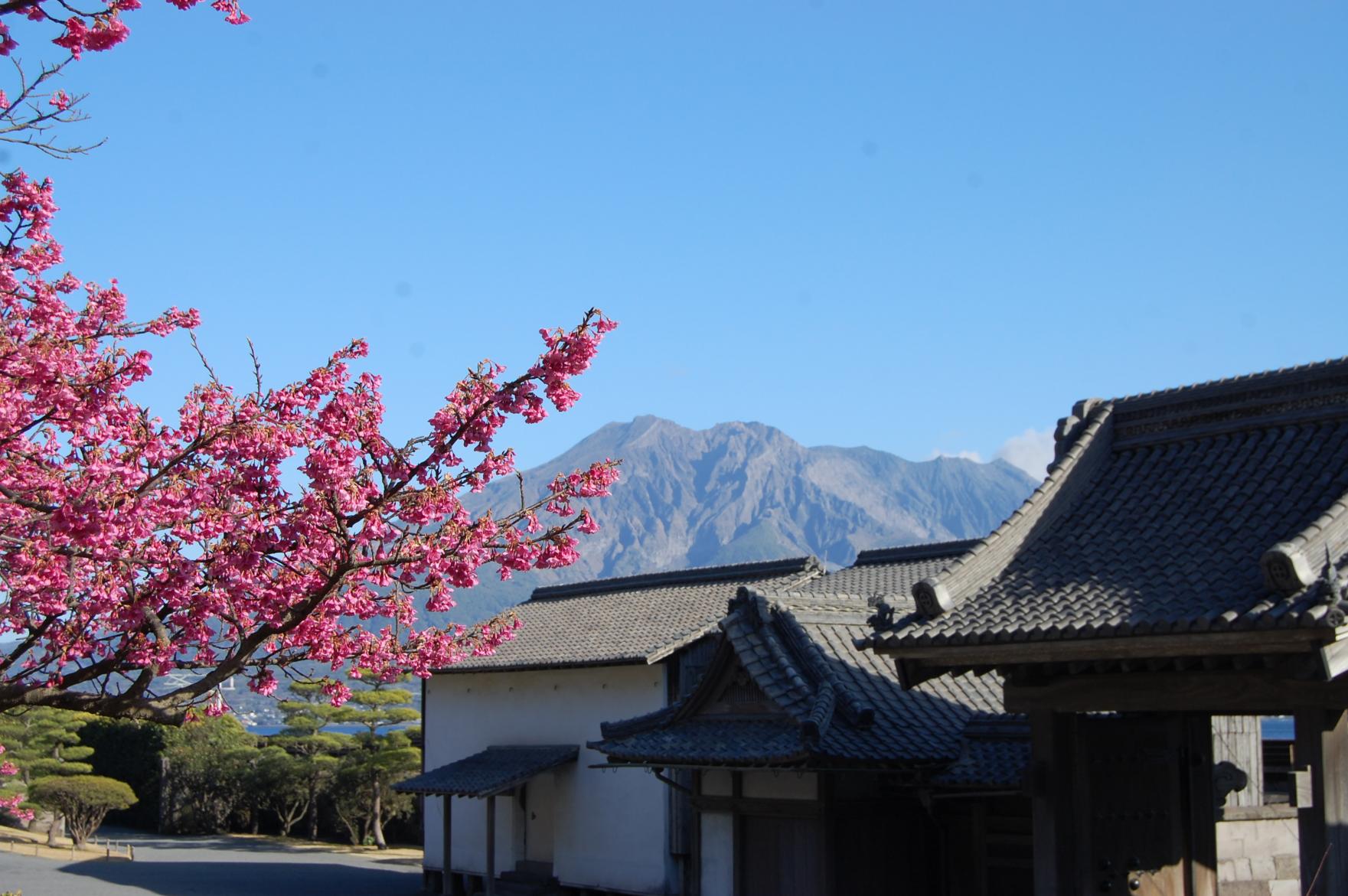 江戸時代 の庭園に桜咲く「仙巌園」-0