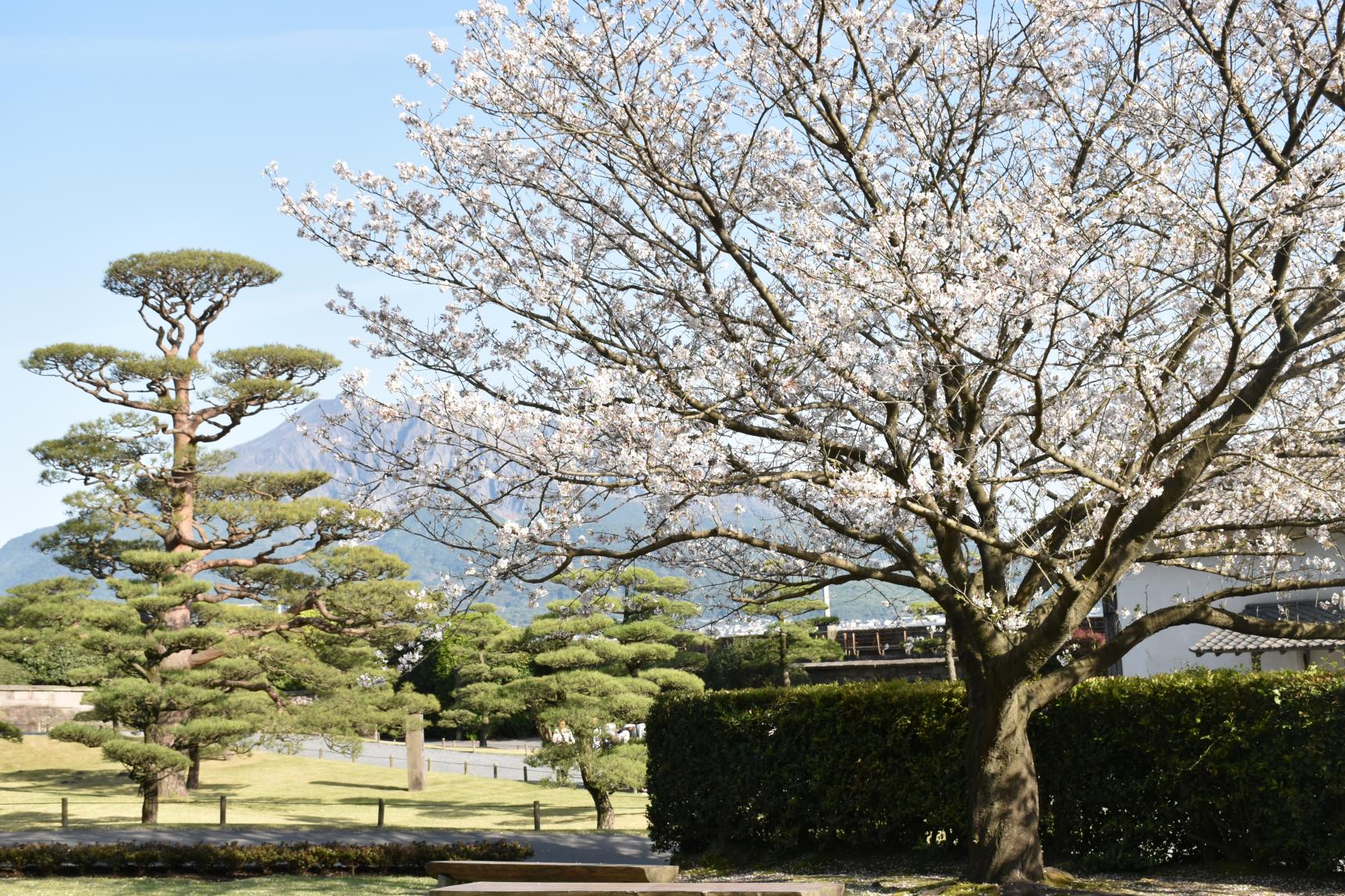 江戸時代 の庭園に桜咲く「仙巌園」-1