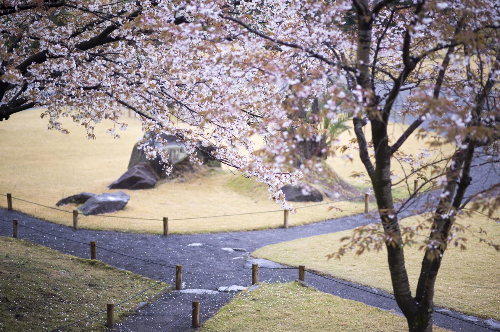 江戸時代 の庭園に桜咲く「仙巌園」-2