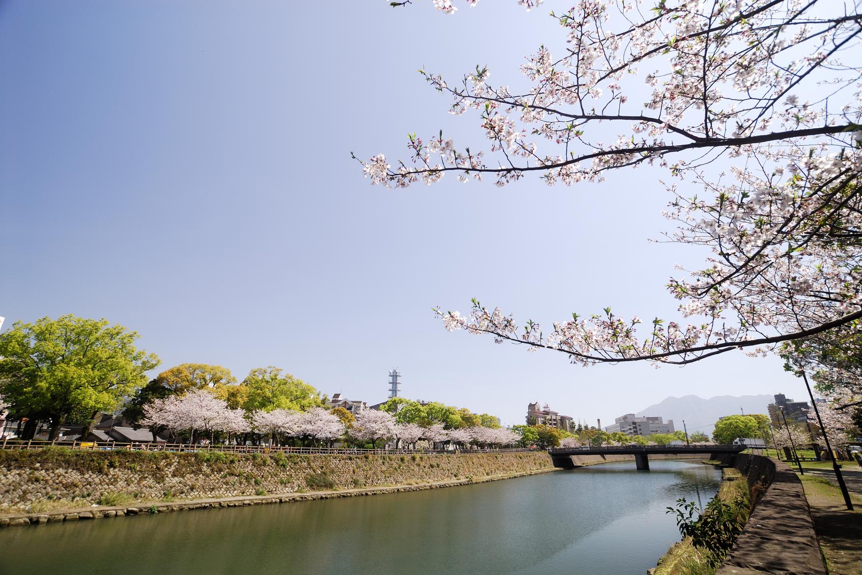 「甲突川」河畔の桜並木をのんびり歩く-1