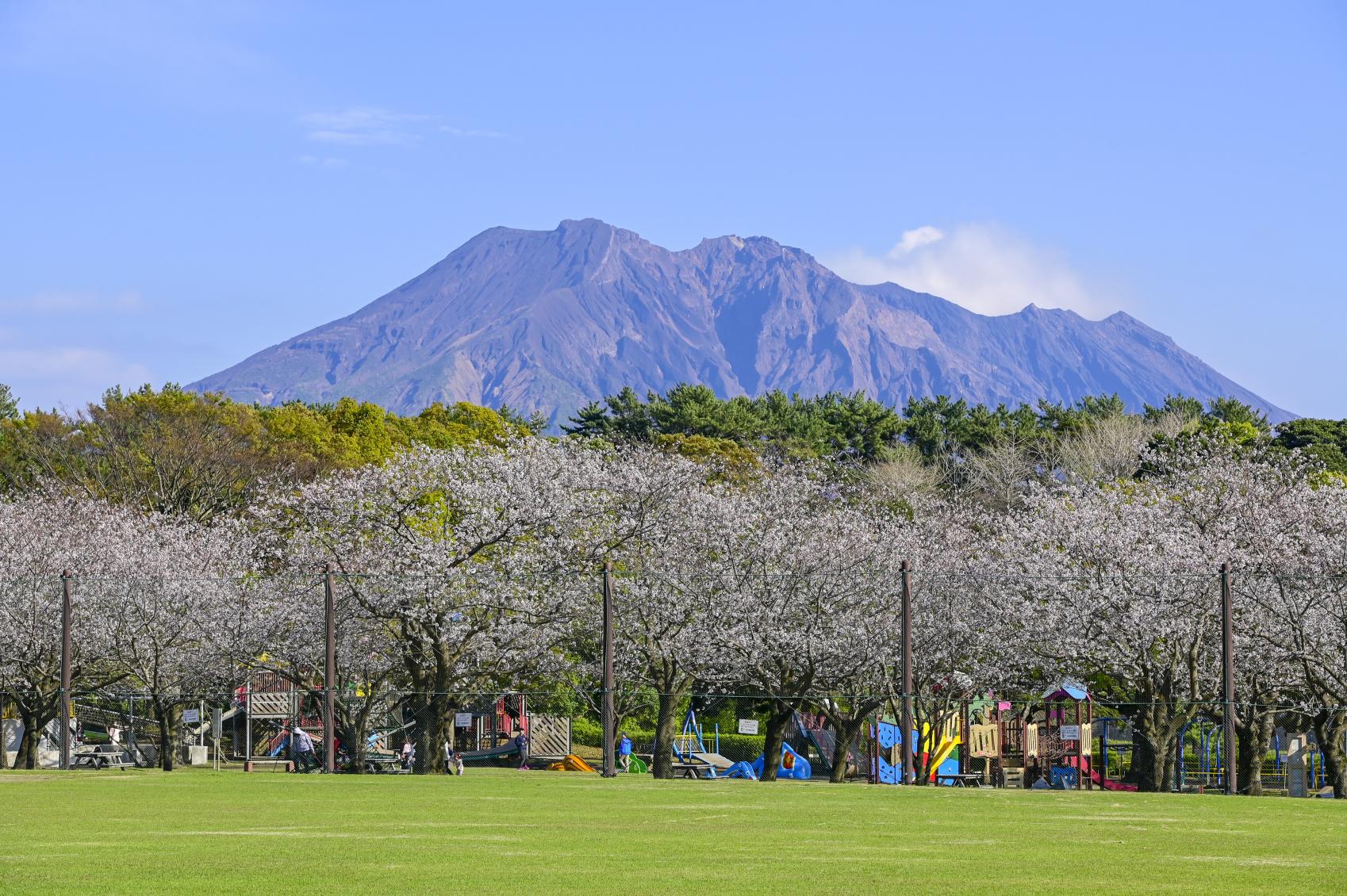 吉野公園の「桜まつり」-0