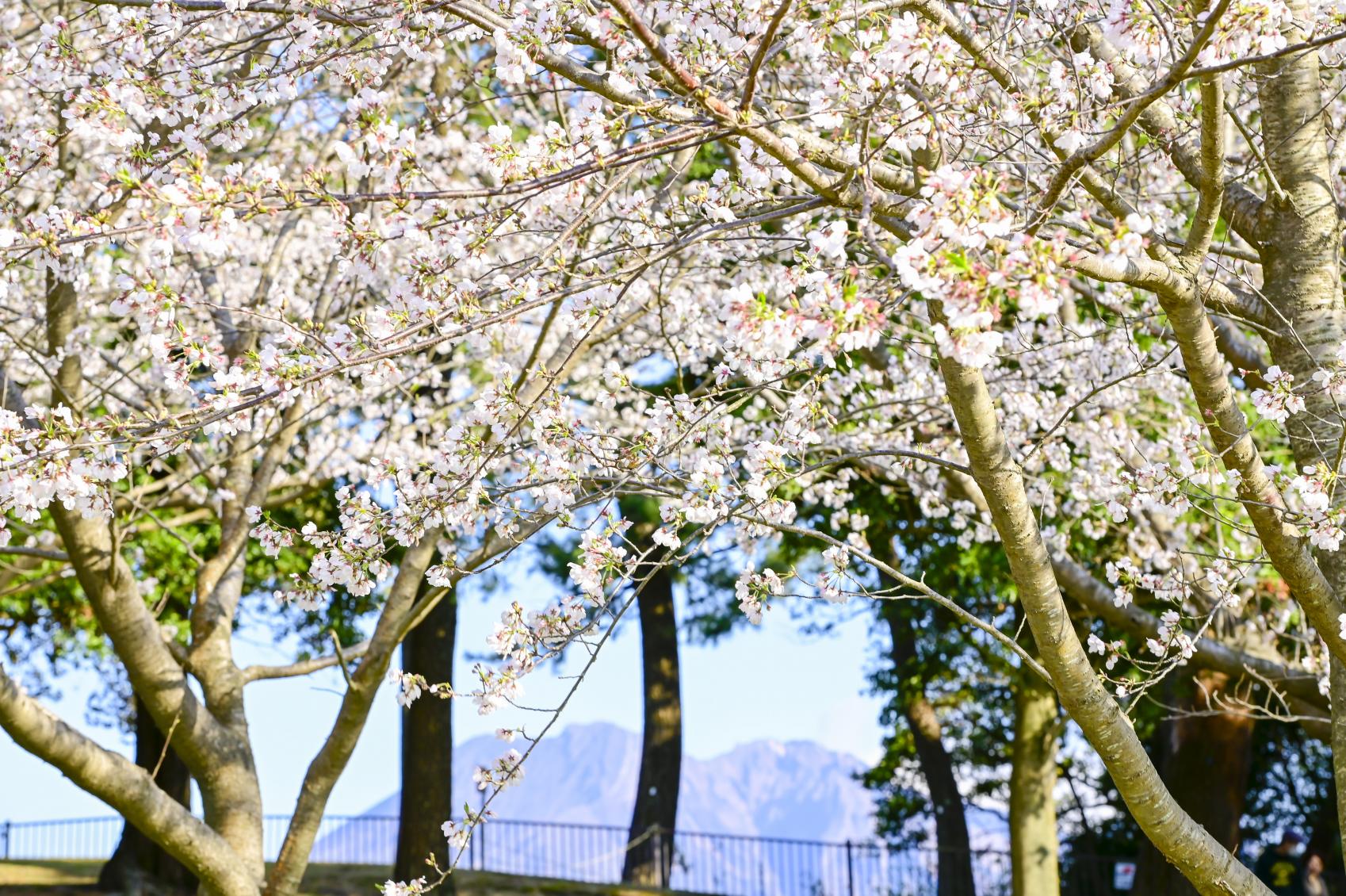 吉野公園の「桜まつり」-2