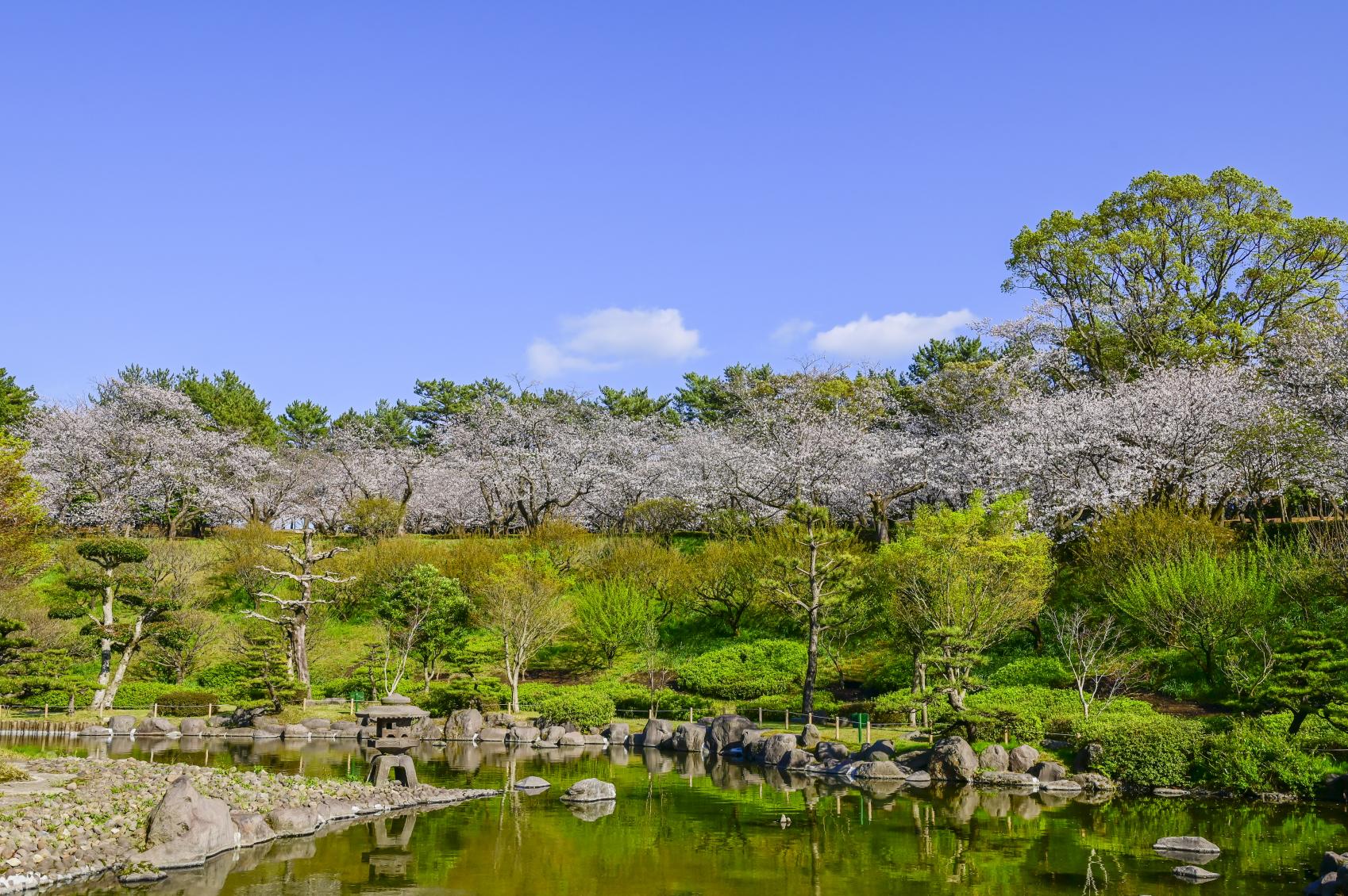 吉野公園の「桜まつり」-1