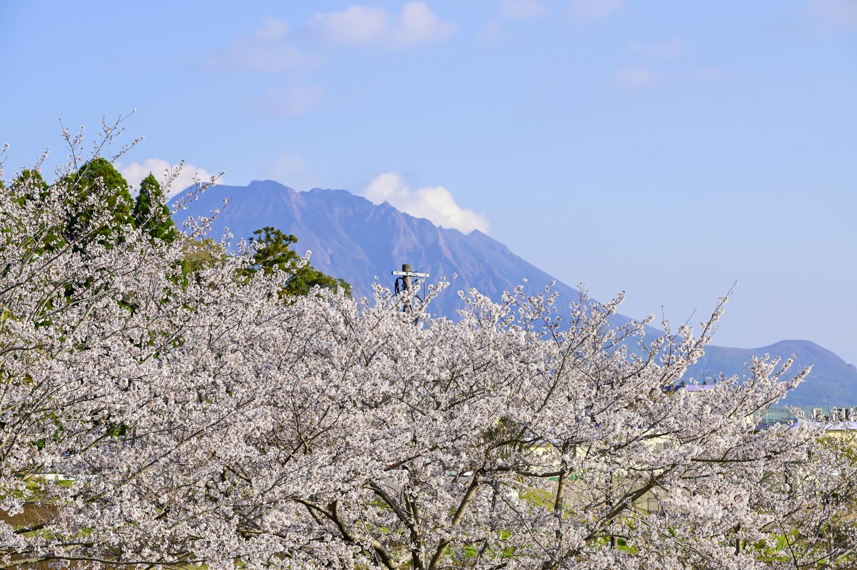 吉野公園の「桜まつり」-3