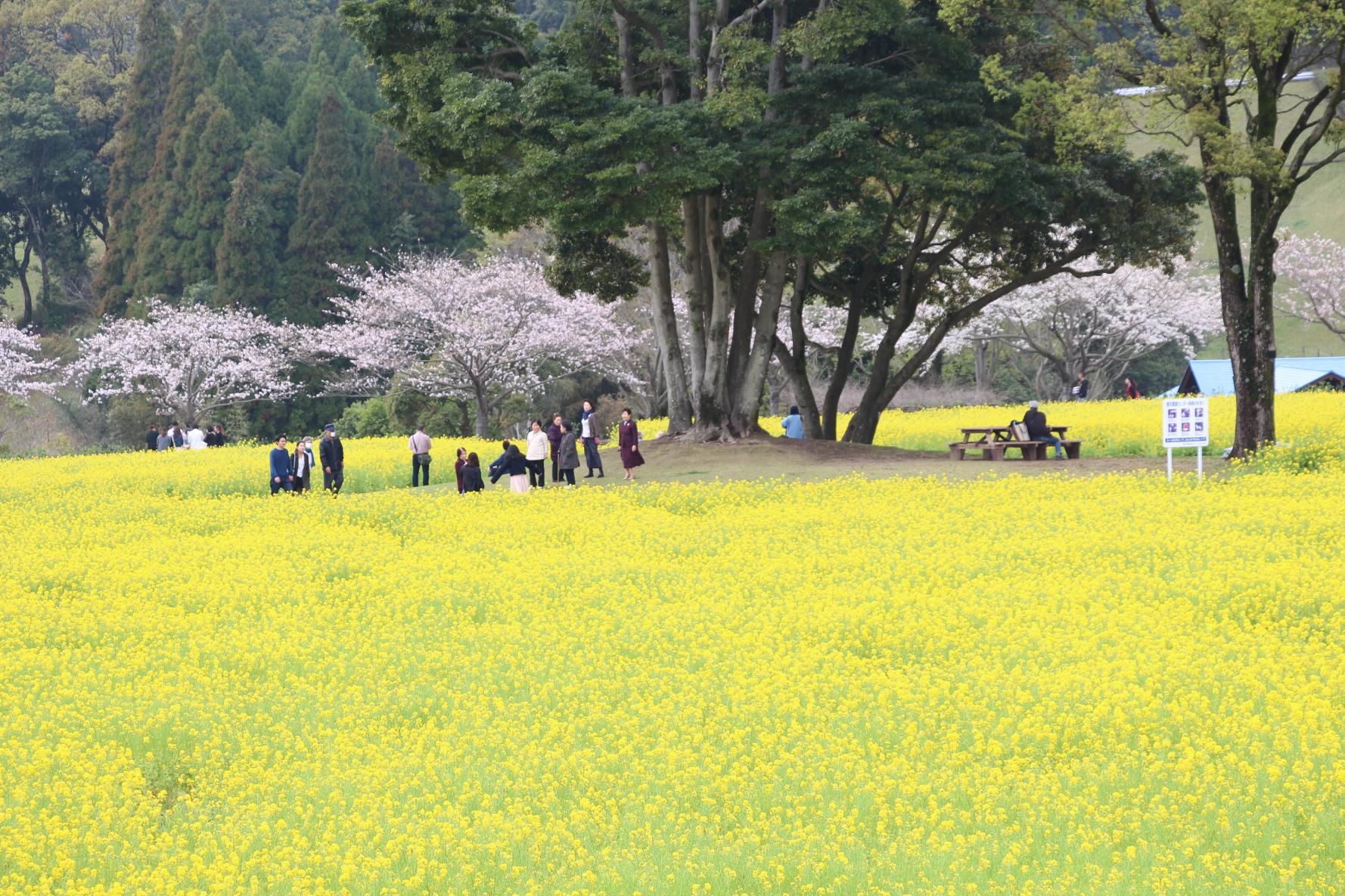 春の鹿児島に咲く「お花」は桜だけにあらず！-0