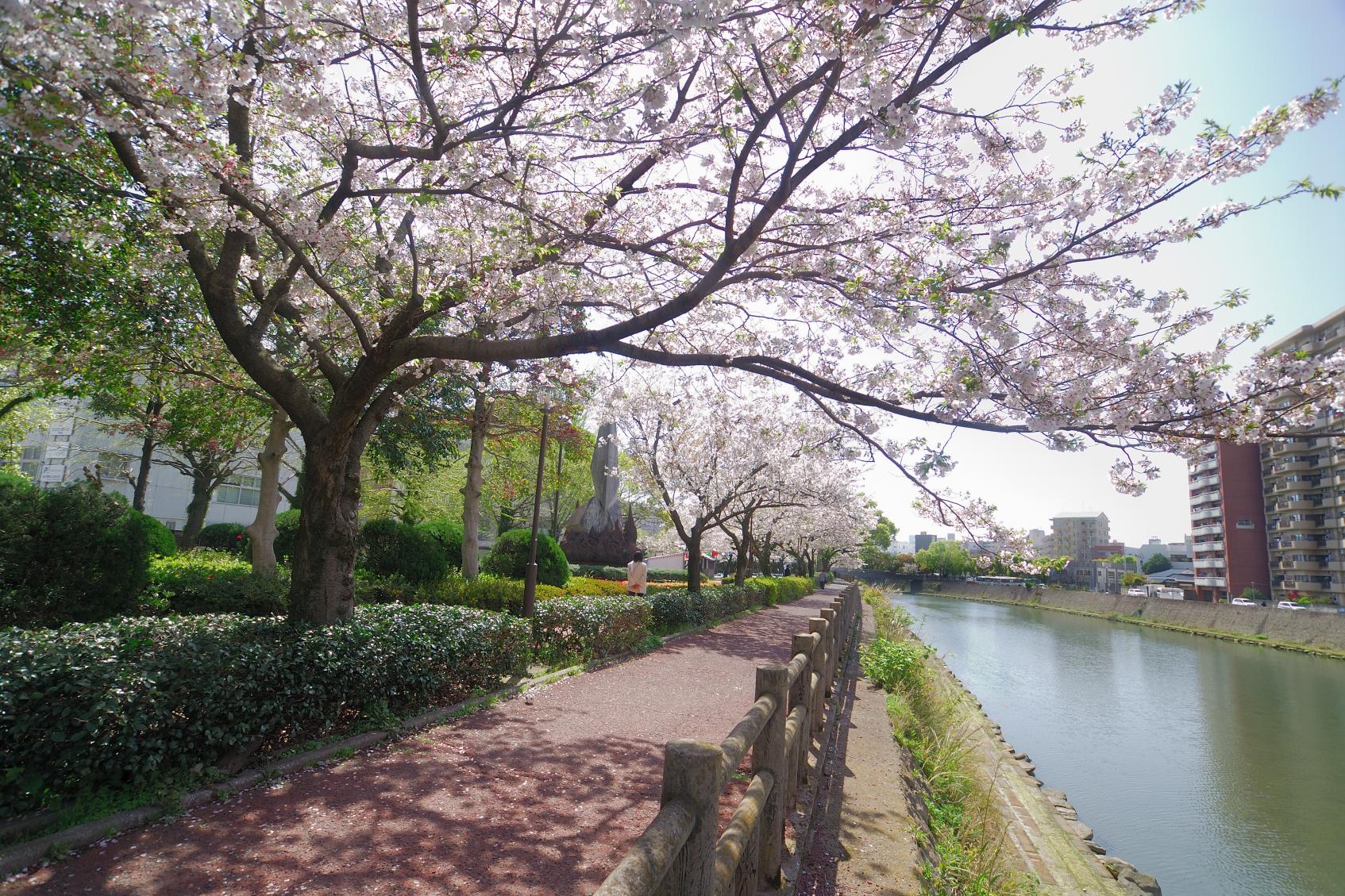 在甲突川河畔的樱花行道树下悠然漫步-2