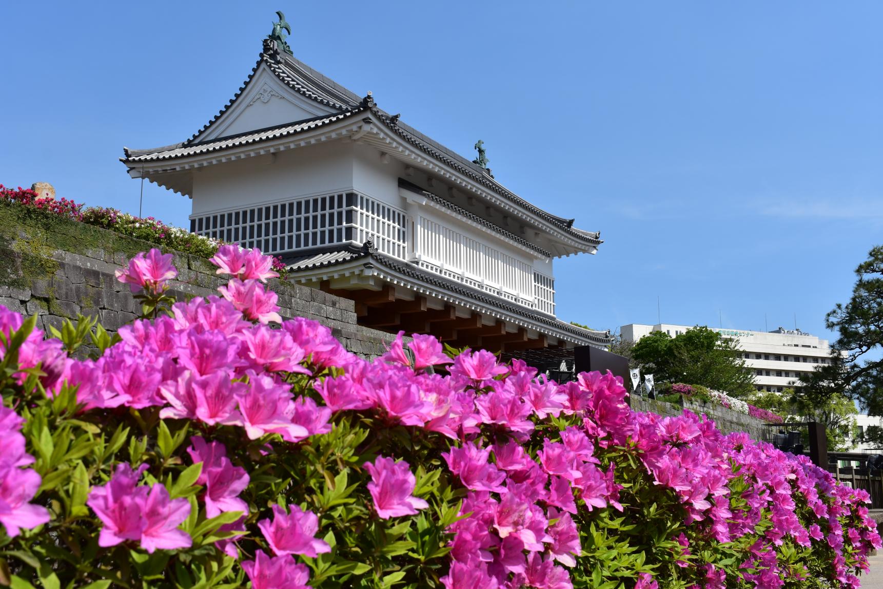 Experience the Perfect Juxtaposition of Vibrant Pink Blossoms and the Grand Kagoshima Castle Goromon Gate!-1