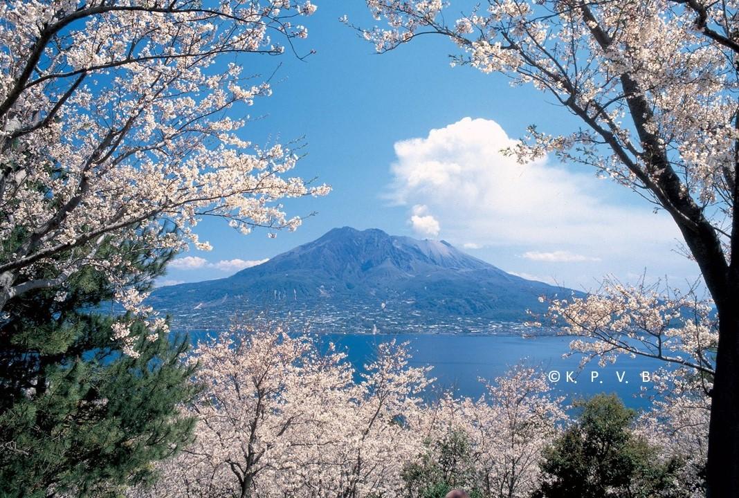 The Ultimate Guide to Spring Blossoms in Kagoshima City! Find Your Next Cherry Blossom Viewing Spot!-1